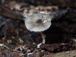 Image de Lepiota fuliginosa Cleland 1931