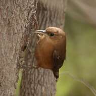 Image of House Wren