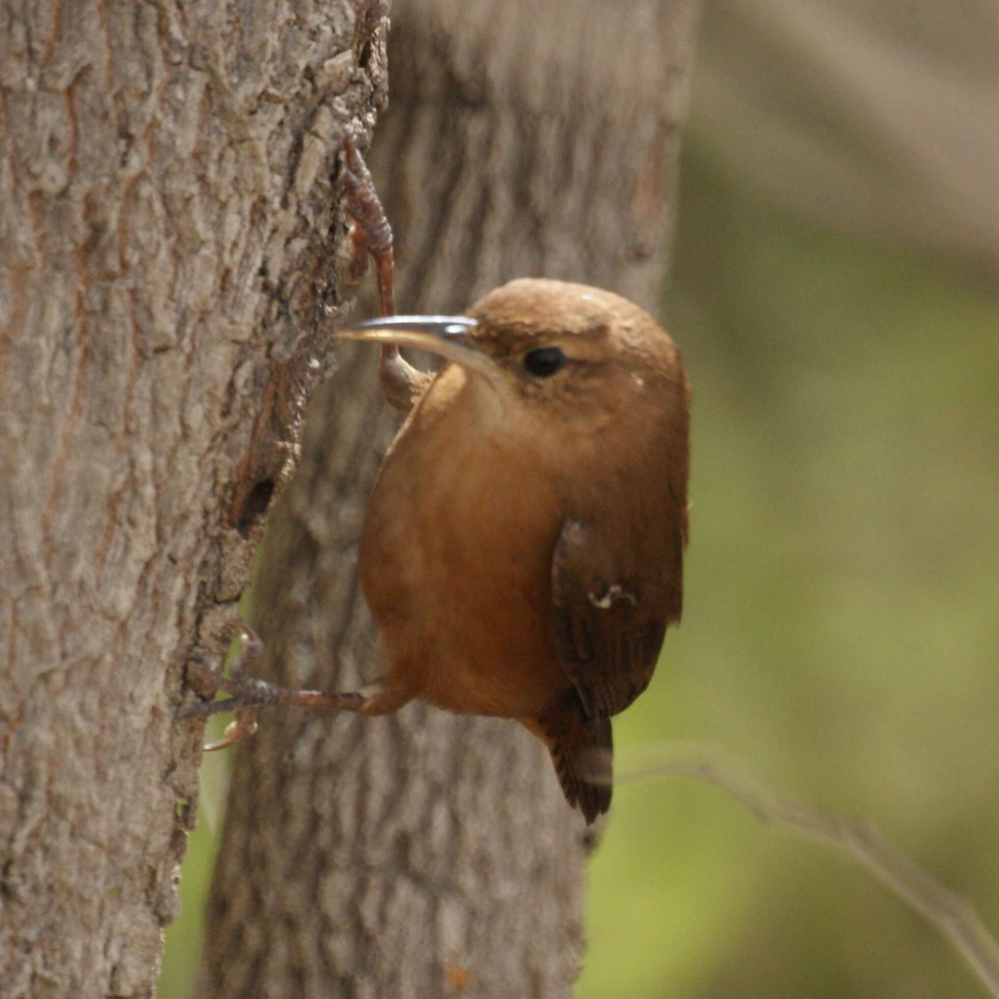 Image of House Wren