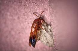 Image of Caterpillar hunting wasp