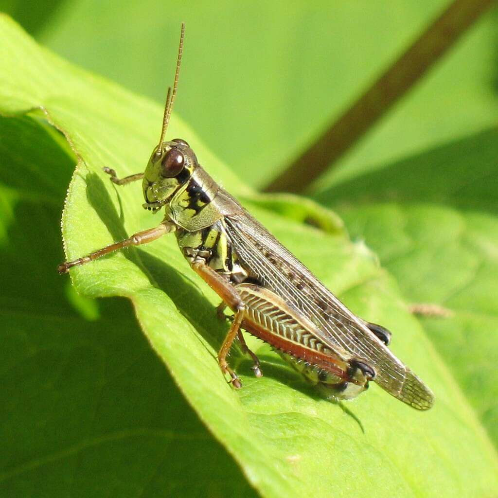 Image of Red-legged Grasshopper