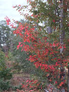Image of Red Maple