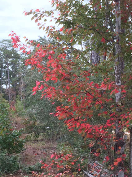 Image of Red Maple