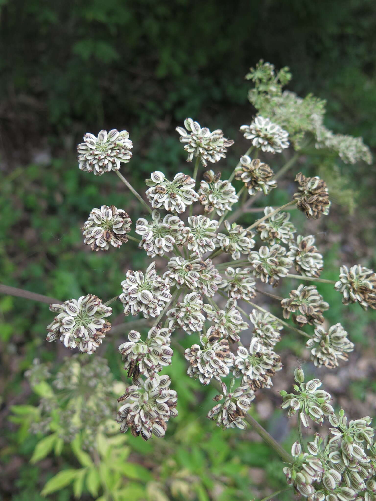 Angelica anomala Avé-Lall. resmi