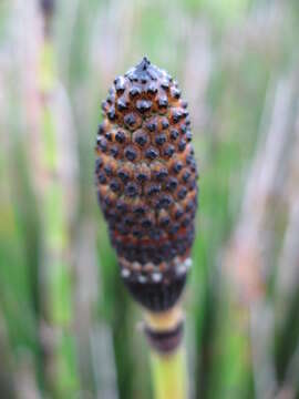 Image of Common Scouring-Rush