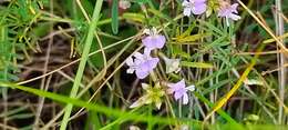 Imagem de Astragalus silvisteppaceus Knjaz.