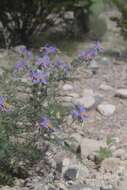 Image of watermelon nightshade