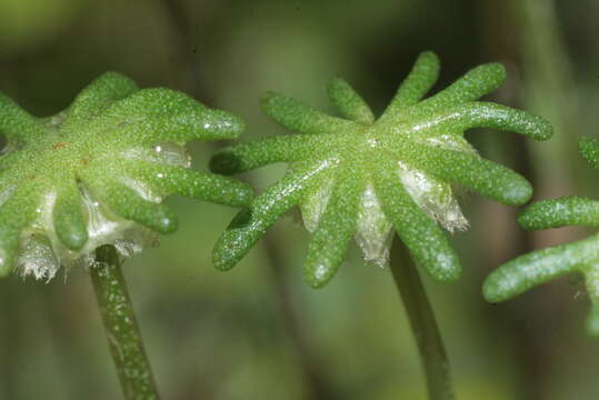 Image of common liverwort