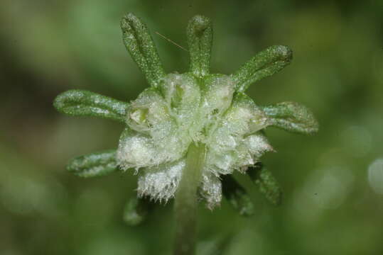 Image of common liverwort