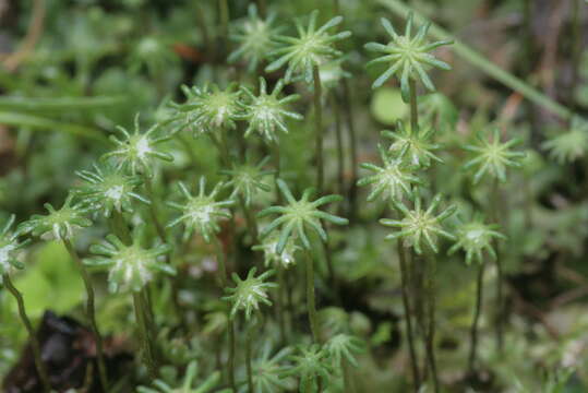 Image of common liverwort