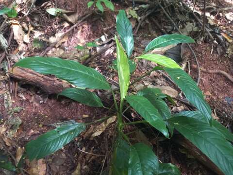 Sivun Philodendron oblongum (Vell.) Kunth kuva