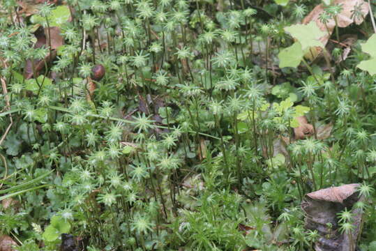 Image of common liverwort