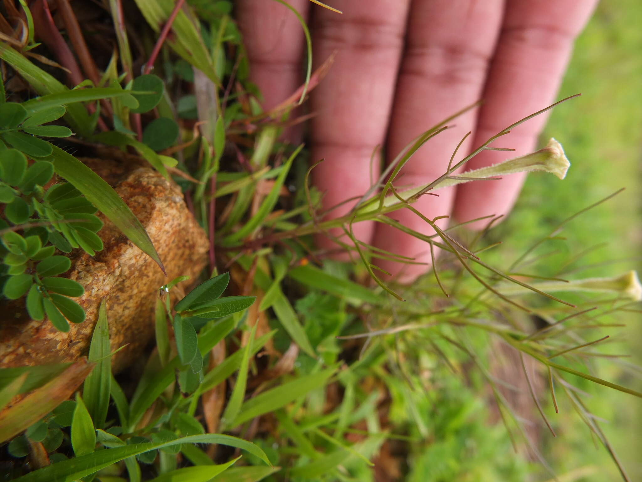 Image of Rhamphicarpa fistulosa (Hochst.) Benth.