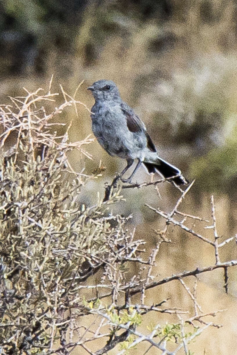 Image of Karoo Chat