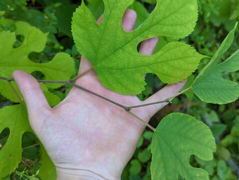 Image of Morus rubra var. rubra