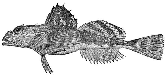 Imagem de Myoxocephalus octodecemspinosus (Mitchill 1814)