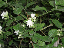 Image of Arabian jasmine