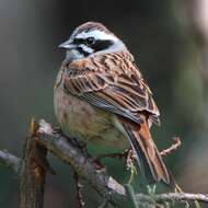 Image of Meadow Bunting