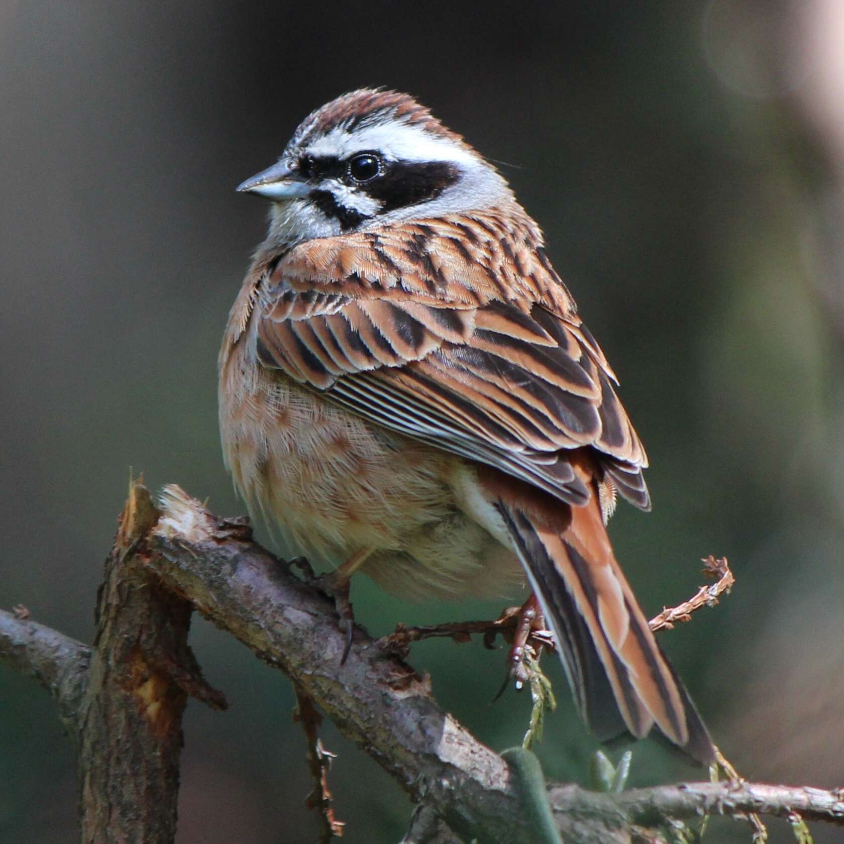 Image of Meadow Bunting