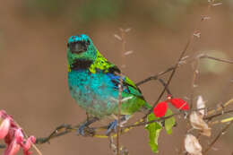 Image of Green-headed Tanager