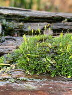 Image of dicranoweisia moss