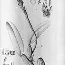 Image of Bulbophyllum mentosum Barb. Rodr.