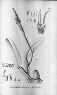 Image of Bulbophyllum mentosum Barb. Rodr.