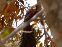 Image of Rufous-bellied Chachalaca