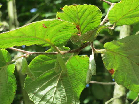 Image of Cobnut