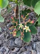 Image of Jatropha hieronymi Kuntze