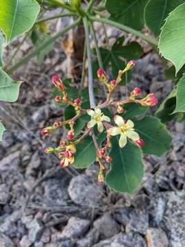 Image of Jatropha hieronymi Kuntze