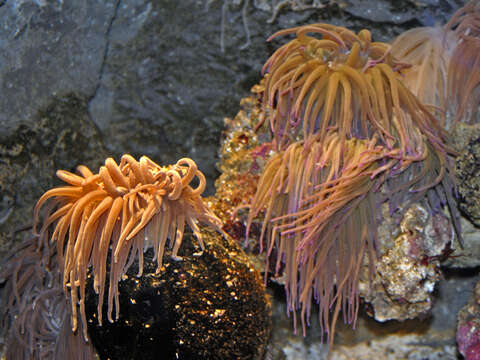 Image of Snakelocks anemone