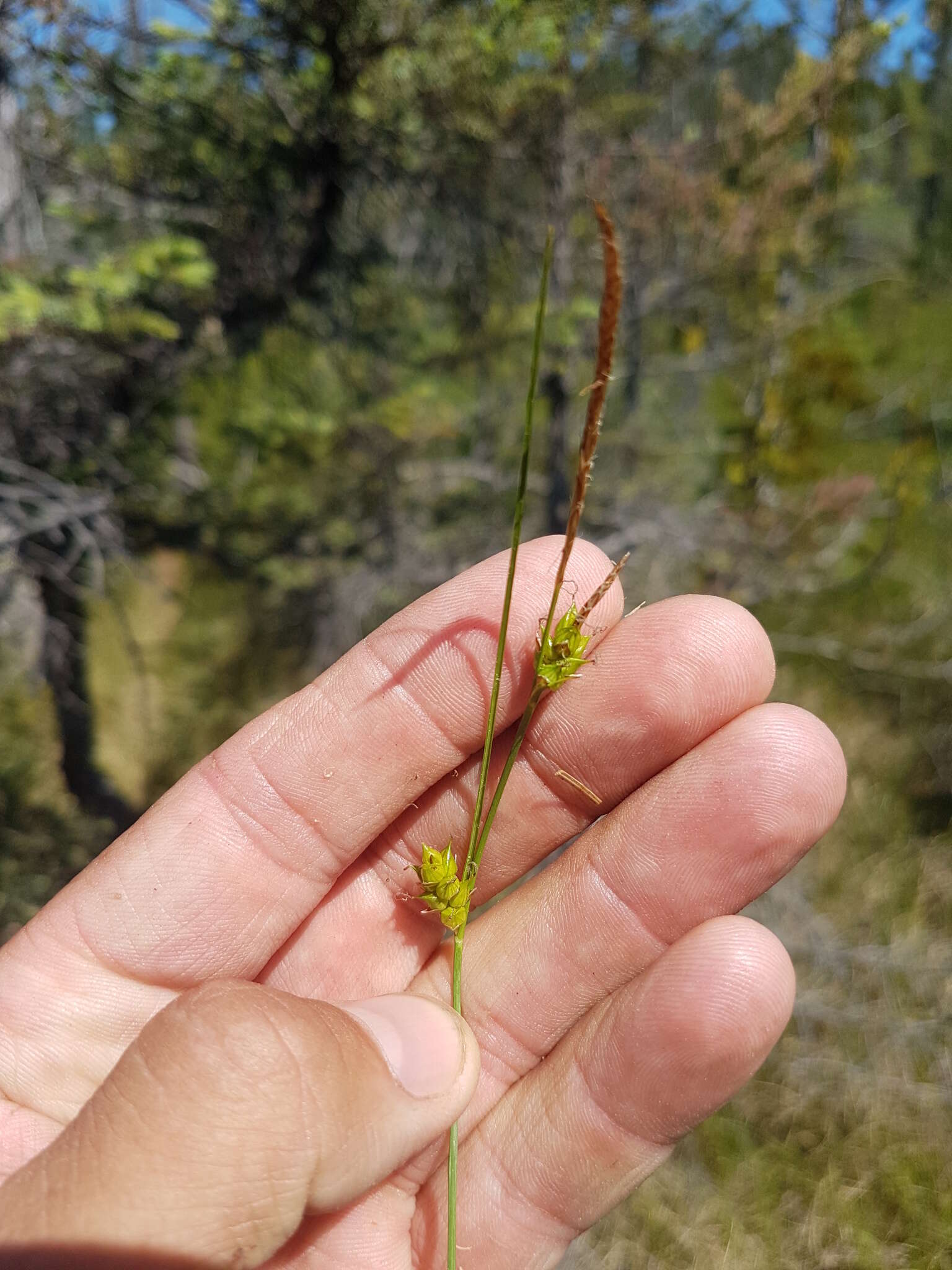 Image of Fewseed sedge