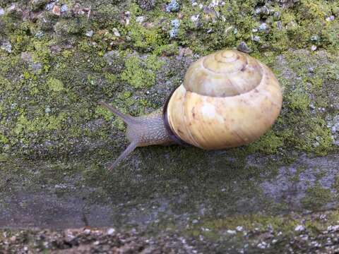 Image of Brown Lipped Snail