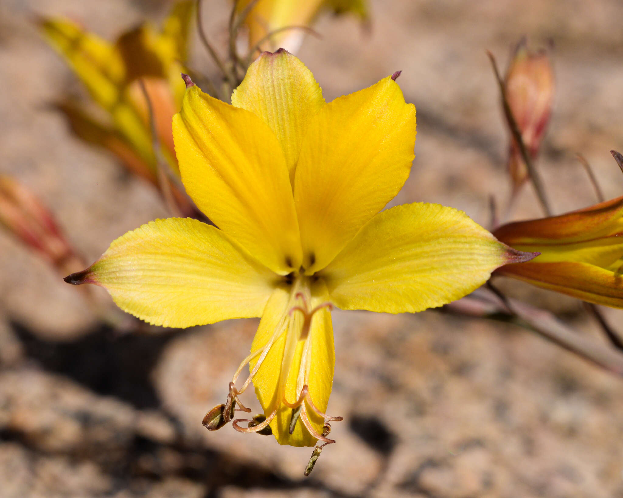 Image of Alstroemeria kingii Phil.