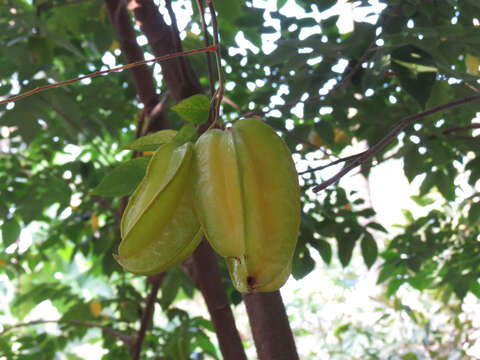 Image of carambola