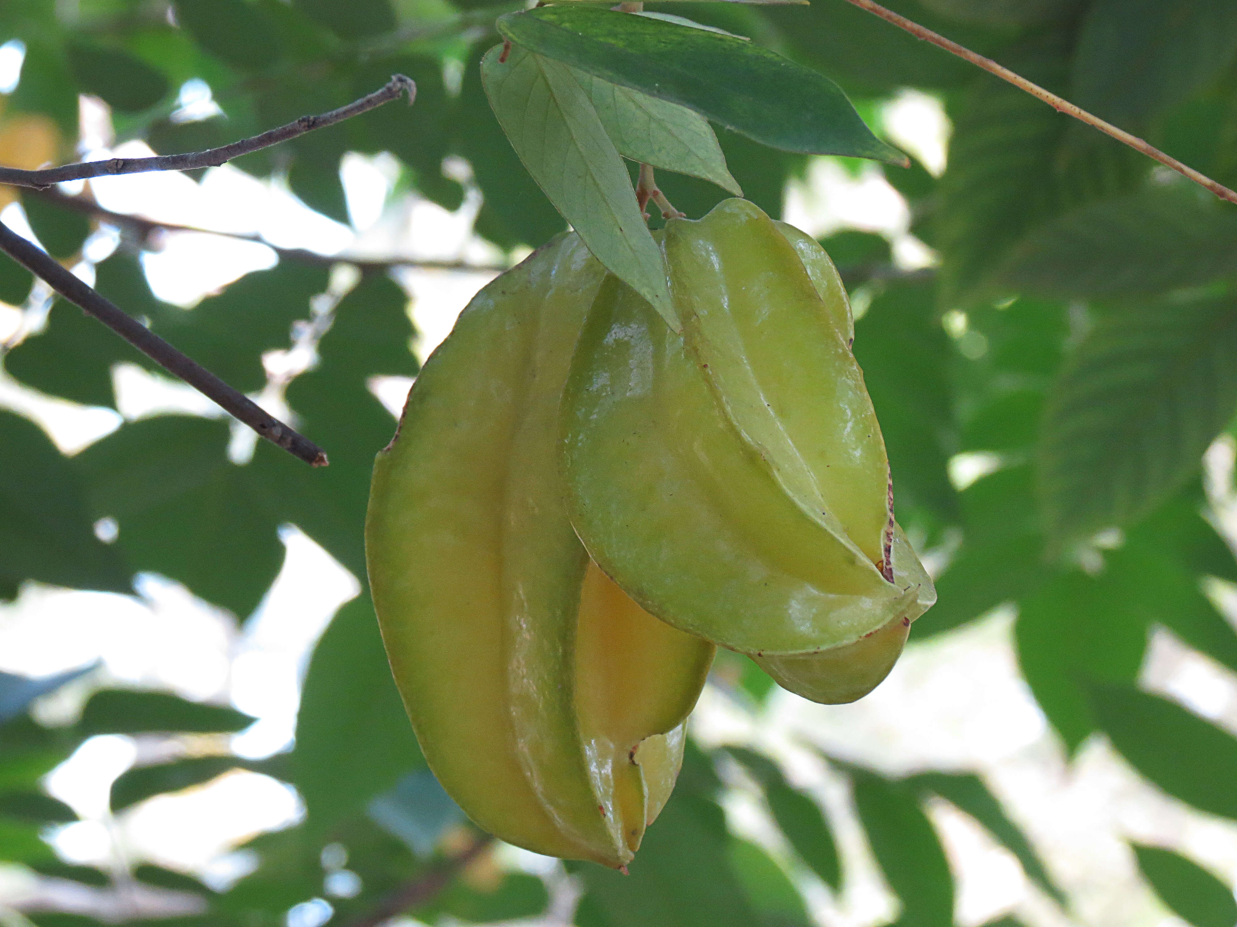 Image of carambola