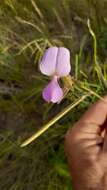 Image of Tephrosia longipes subsp. longipes