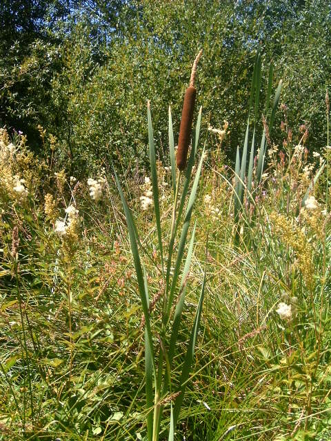 Image of broadleaf cattail