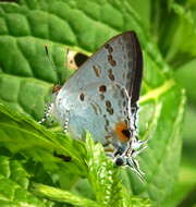 Image of Hypolycaena sipylus Felder 1860