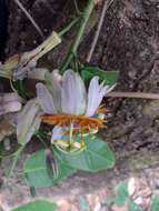 Passiflora cerradensis Sacco的圖片