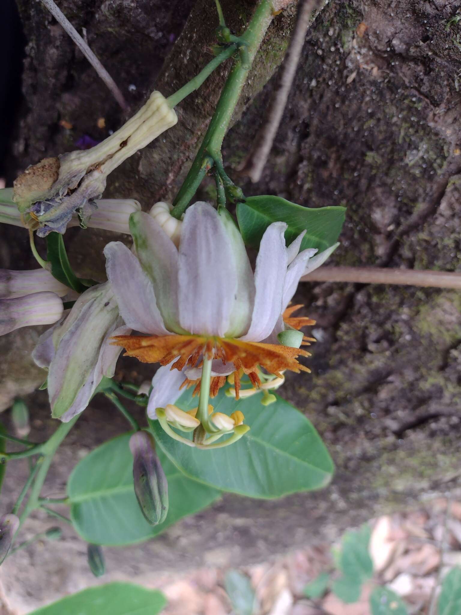 Passiflora cerradensis Sacco的圖片