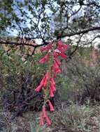 Image of firecracker penstemon