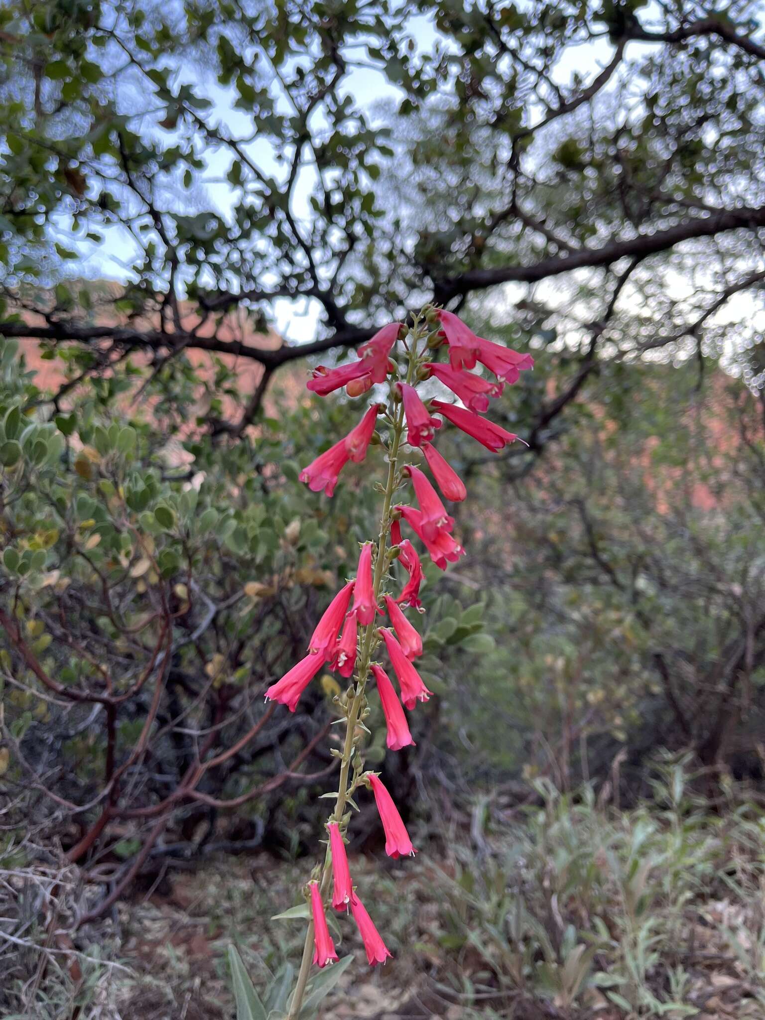 Image of firecracker penstemon