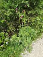 Image of Cirsium rivulare (Jacq.) All.