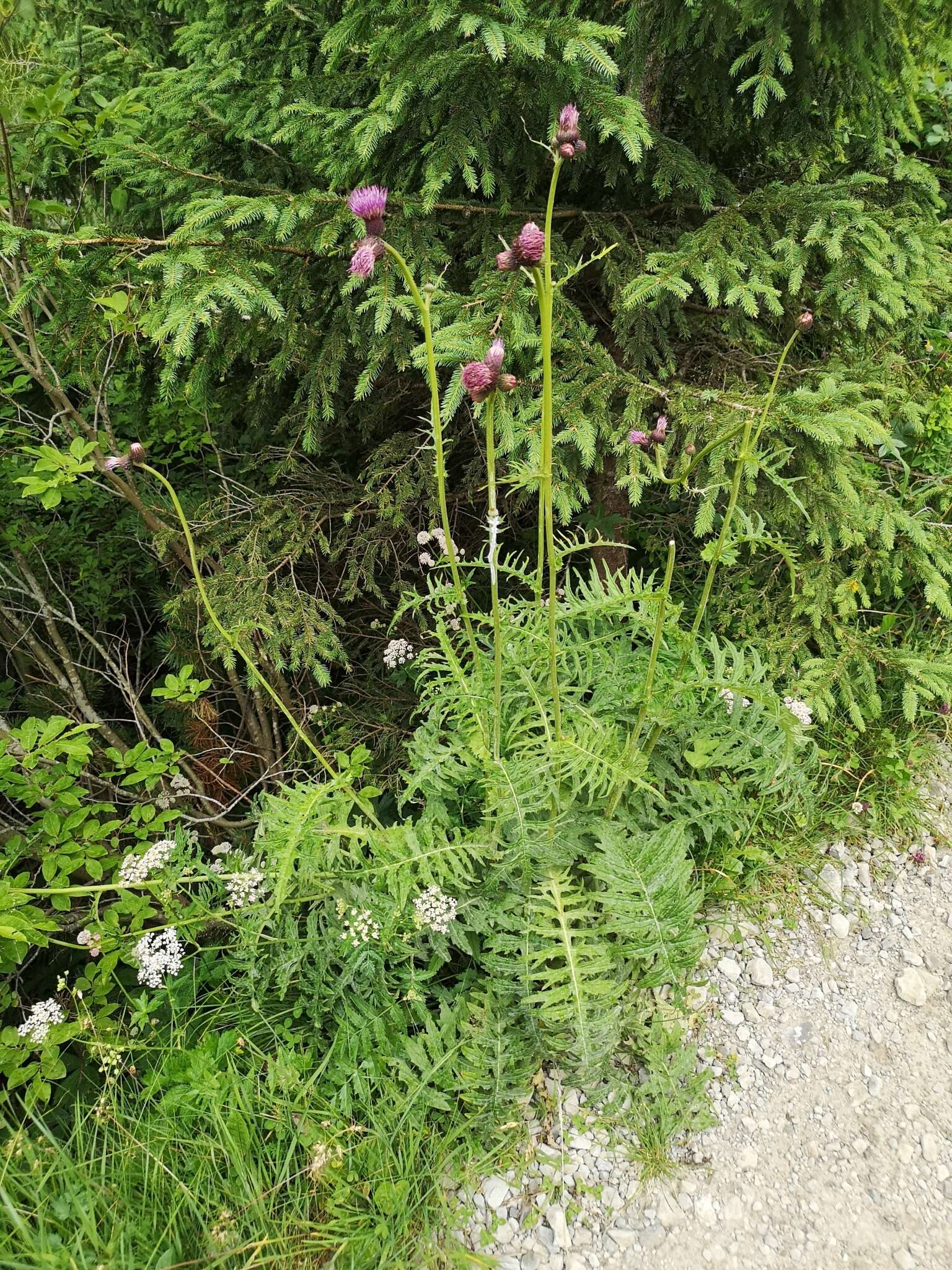 Image of Brook Thistle