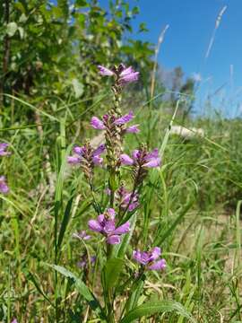 Image of Ledingham's False Dragonhead