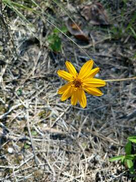 Imagem de Wedelia acapulcensis var. hispida (Kunth) J. L. Strother