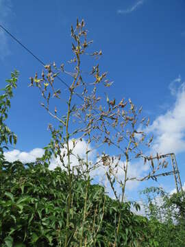 Image of prickly lettuce