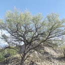 Image of Mesquite